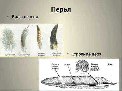 Разновидности перьев