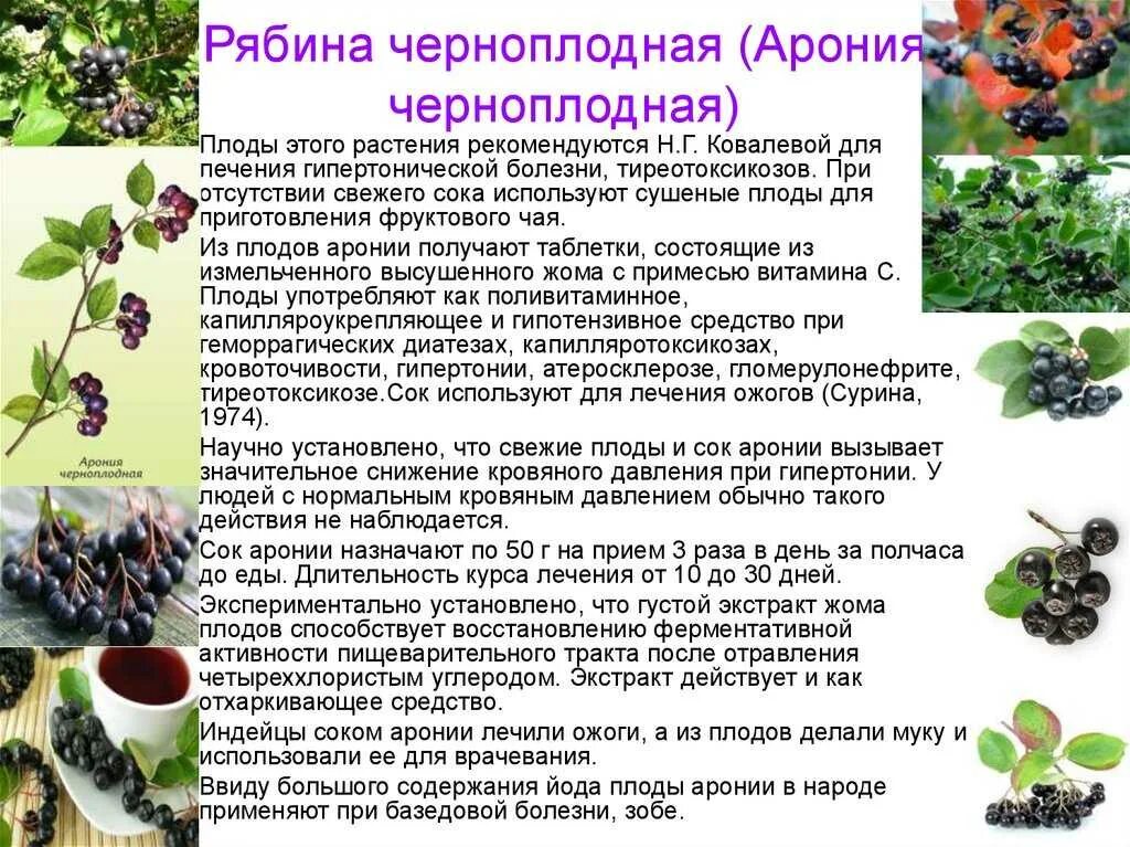 Полезные свойства черноплодной. Родина аронии черноплодной. Арония черноплодная лечебные. Рябина черноплодная полезные свойства. Черноплодная рябина лечебные свойства.