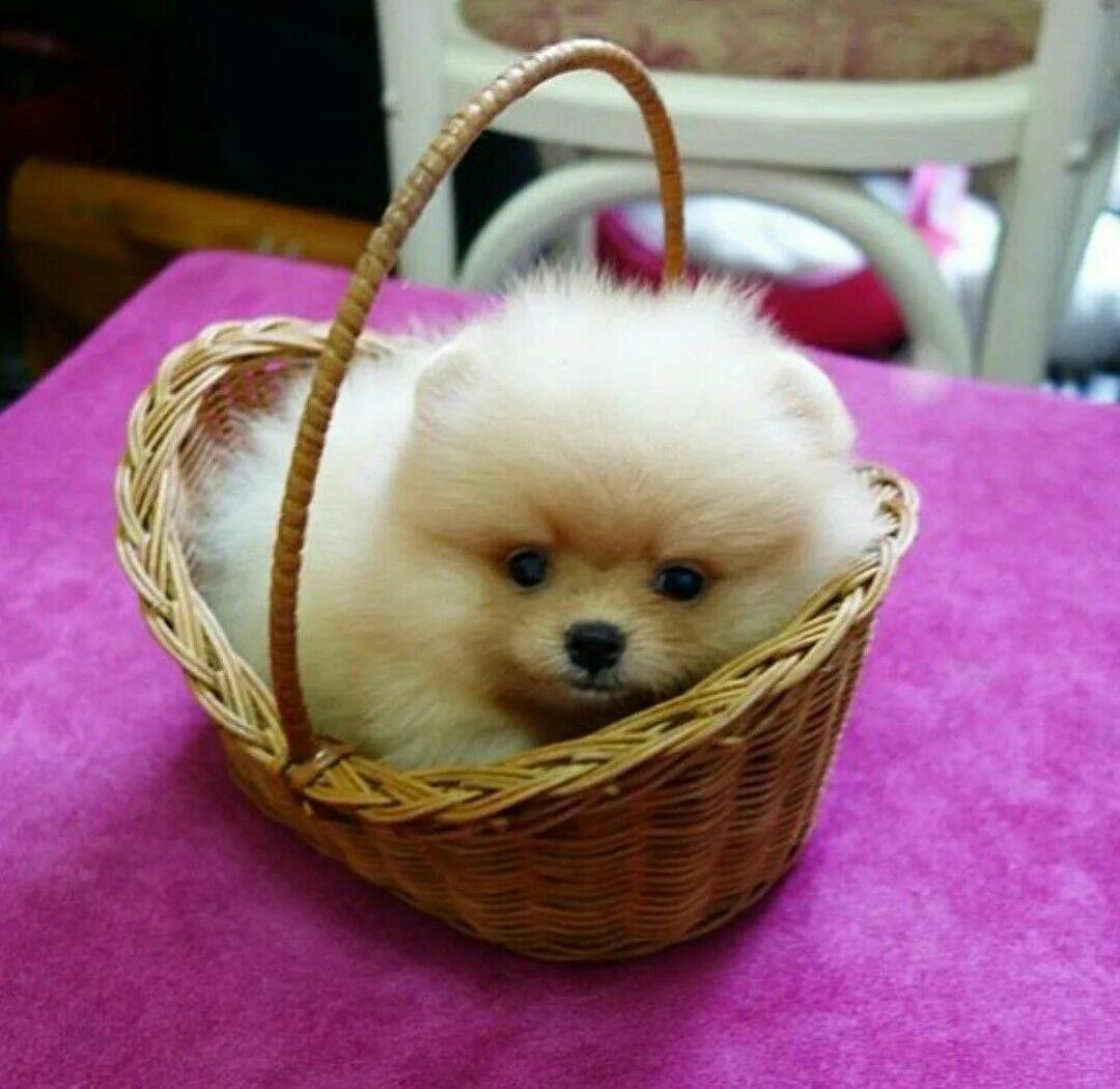 Название пород карманных собачек. Померанский шпиц teacup.. померанский пуппи. teacup pomeranian порода. померанский шпиц пуппи.