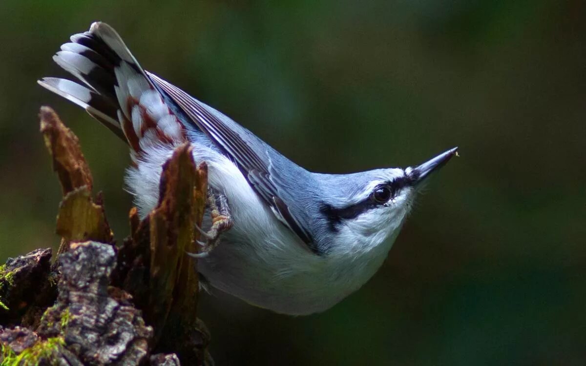 Рыжегрудый поползень. Поползень лесной. Поползень в кормушке. Обыкновенный поползень. Повадился поползень на огород.