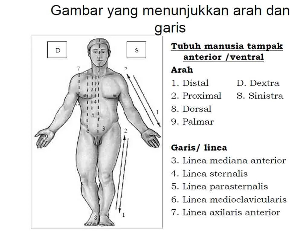 Linea medioclavicularis dextra. Линии parasternalis medioclavicularis. linea mediana anterior проходит. линеа парастерналис.