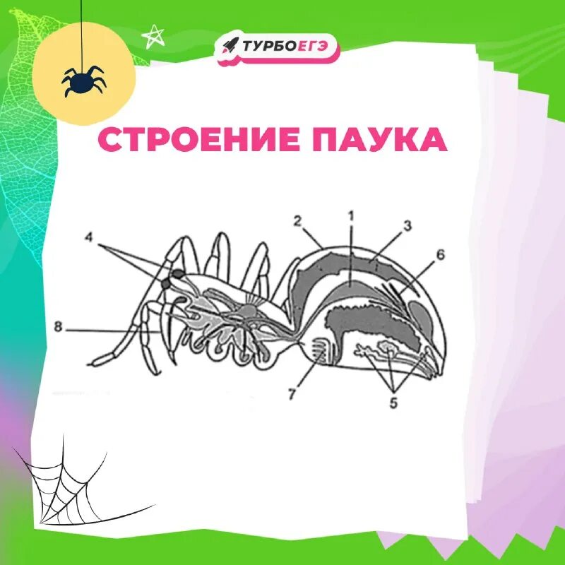 Дыхательная система паукообразных. Ботаника егэ биология 2023. Легочный мешочек 6. Класс паукообразные дыхательная система. Легочные характеристика класса.