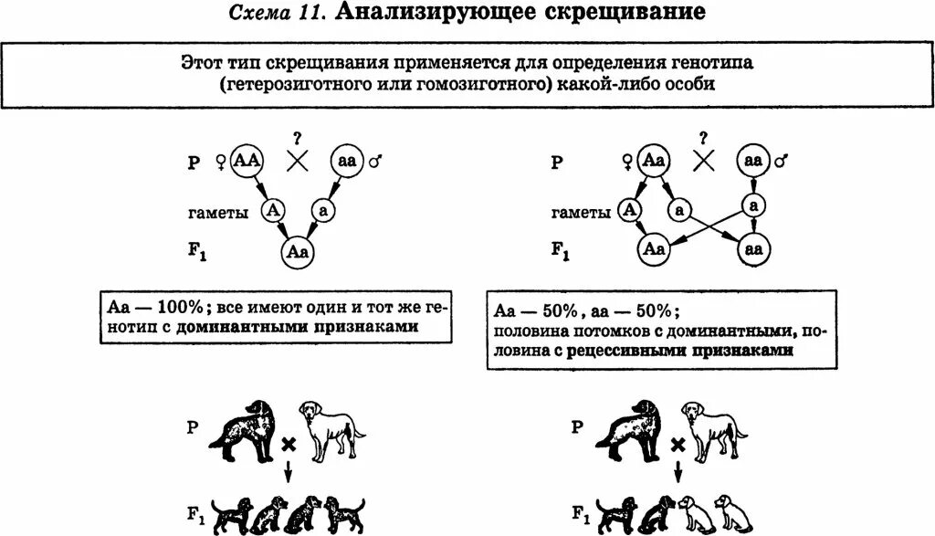 Схема возвратного анализирующего скрещивания. Схема анализирующего скрещивания собак. Анализирующее скрещивание схема схема. Составьте принципиальную схему анализирующего скрещивания. Особенности доминирования