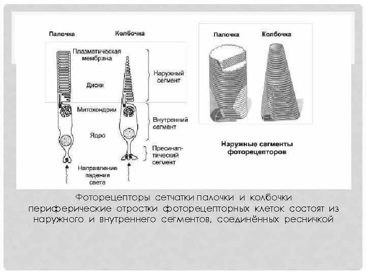 Пигмент йодопсин. Колбочки клетки строение. Внутренний сегмент палочек и колбочек. Палочки колбочки микроскоп строение. Периферическое фоторецепторы сетчатки.