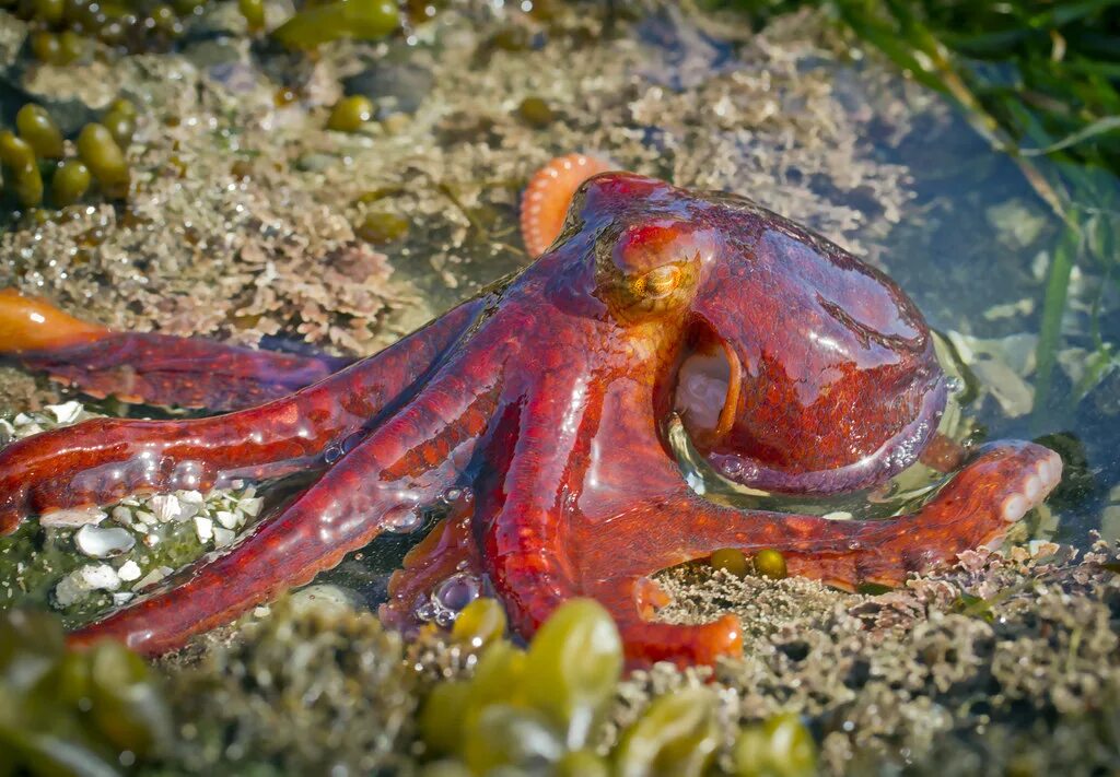 Осьминог это животное или нет. Stauroteuthis syrtensis. Осьминог Octopus vulgaris. Октопус Макропус. Осьминог Джильберта.