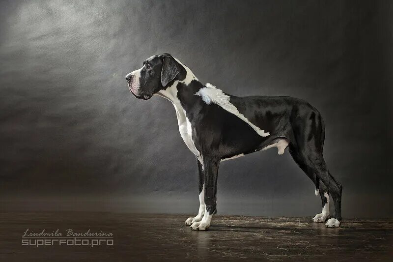 порода доберман. мышастый дог. черный русский терьер высота в холке. королевский дог. бойцовские собаки доберман.