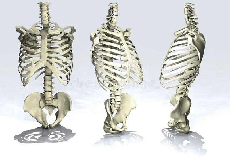 Анатомия скелет грудная клетка и таз. Баммес анатомия грудная клетка и таз. Грудная клетка скелет референс. Скелет, грудная клетка с позвоночником и тазом.