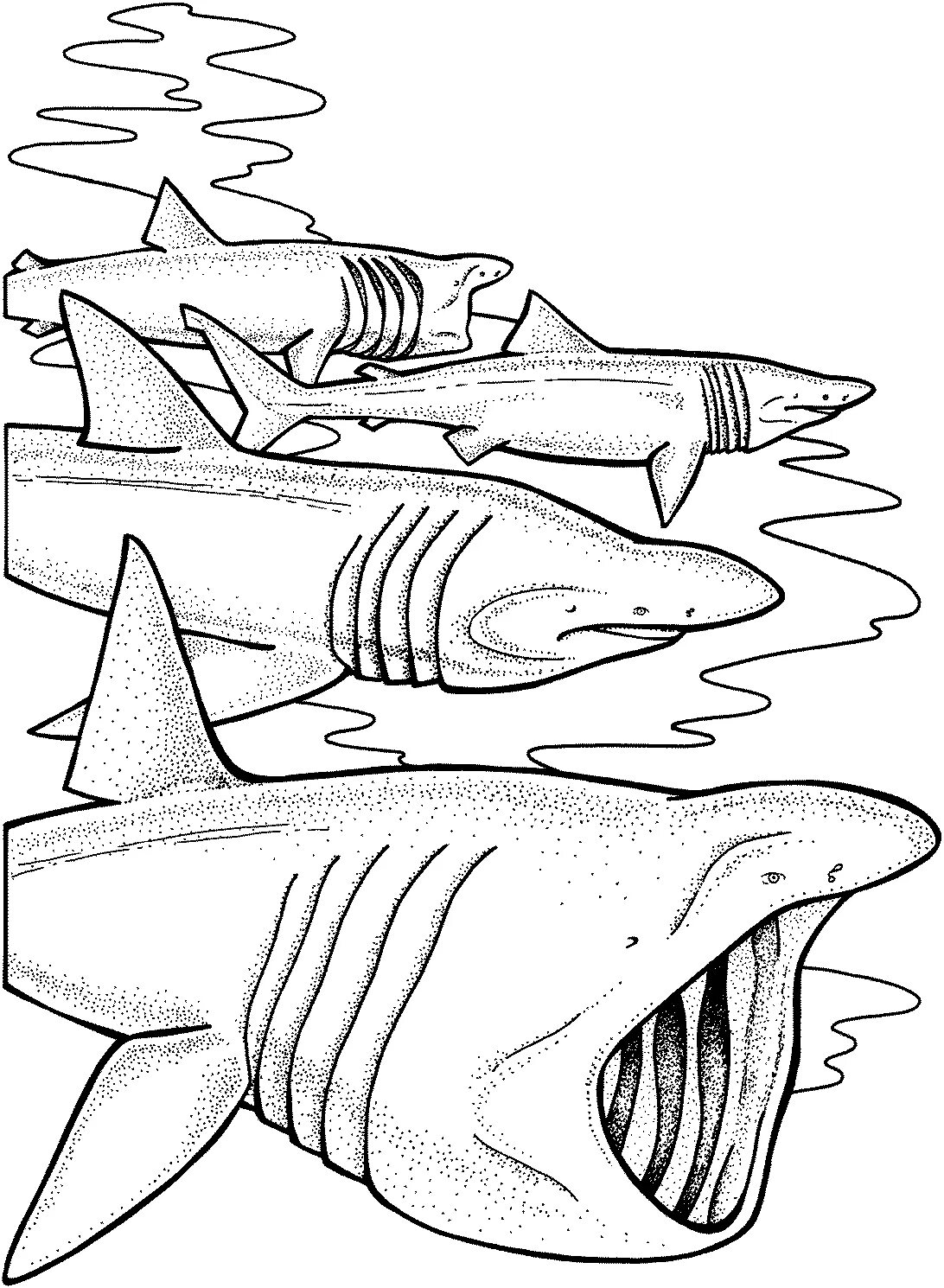 Раскраски акула. Раскраска акула МЕГАЛОДОН. Акула раскраска для детей. Акула рисунок. Раскраска для мальчиков акула.