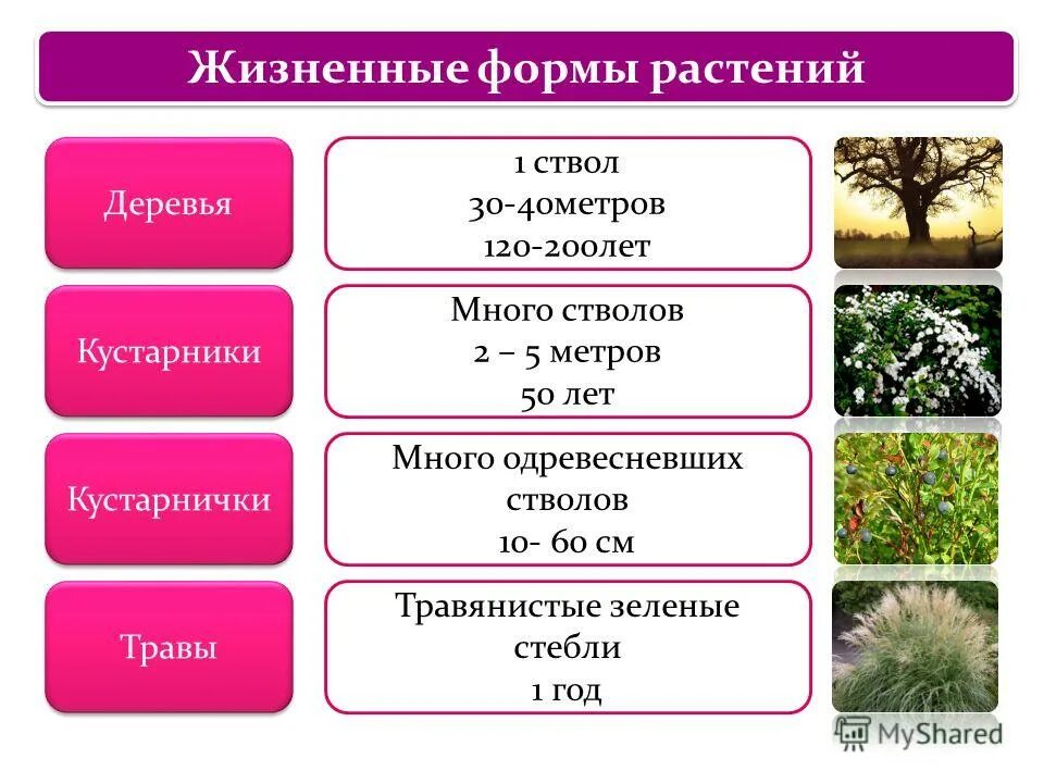Перечислите жизненные формы. Жизненные формы растений 5 класс биология таблица. жизненные формы цветковых растений 5 класс биология. жизненная форма деревья , кустарники ,кустарнички. таблица жизненные формы растений 5 класс таблица.