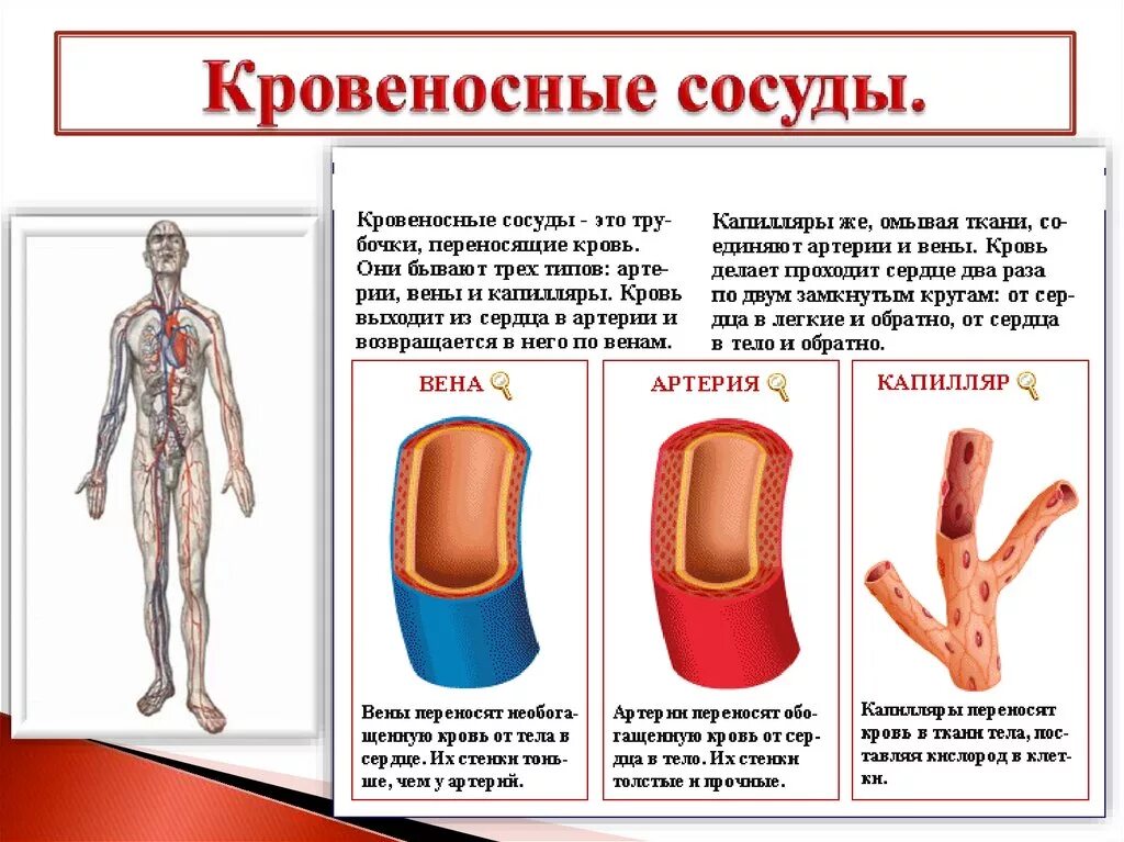 Травмы кровеносных сосудов классификация. Классификация по виду повреждения кровеносных сосудов:. Строение кровеносных сосудов таблица. Типы кровеносных сосудов и их функции таблица.