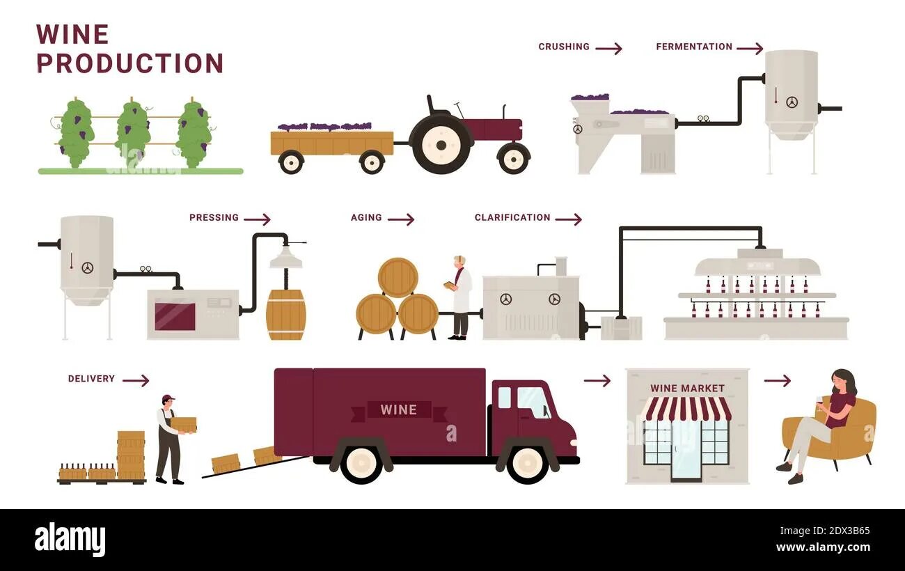Wine processing. Wine production process. цикл производства вина. white wine production process. red wine production process.
