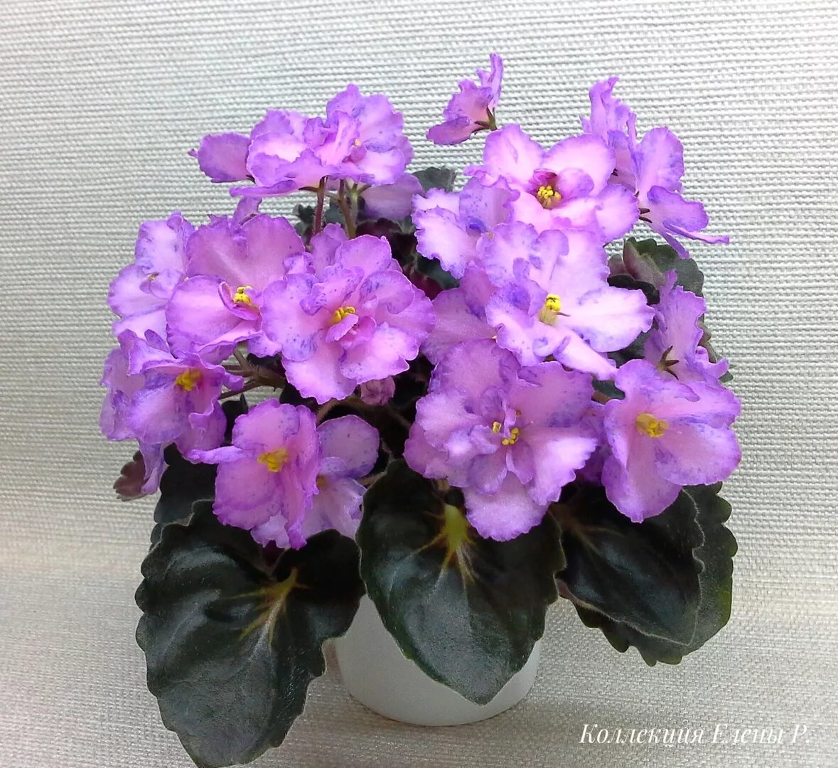 Бр-купец фиалка. Фиалка бр ледник. Фиалка бр кохана. Фиалка флоренс. Фиалки бр.