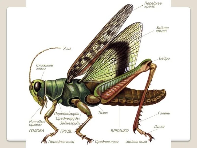 Какие части насекомого изображены. Прямокрылые Саранча строение. Внешнее строение саранчи. Отряд Прямокрылые Крылья. Саранча строение конечностей.