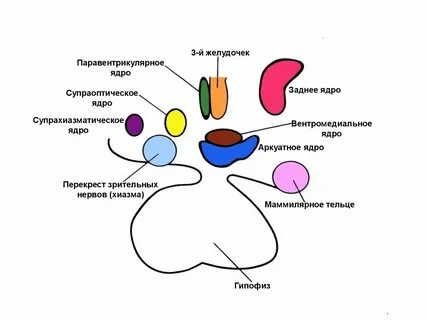 Паравентрикулярное ядро гипоталамуса