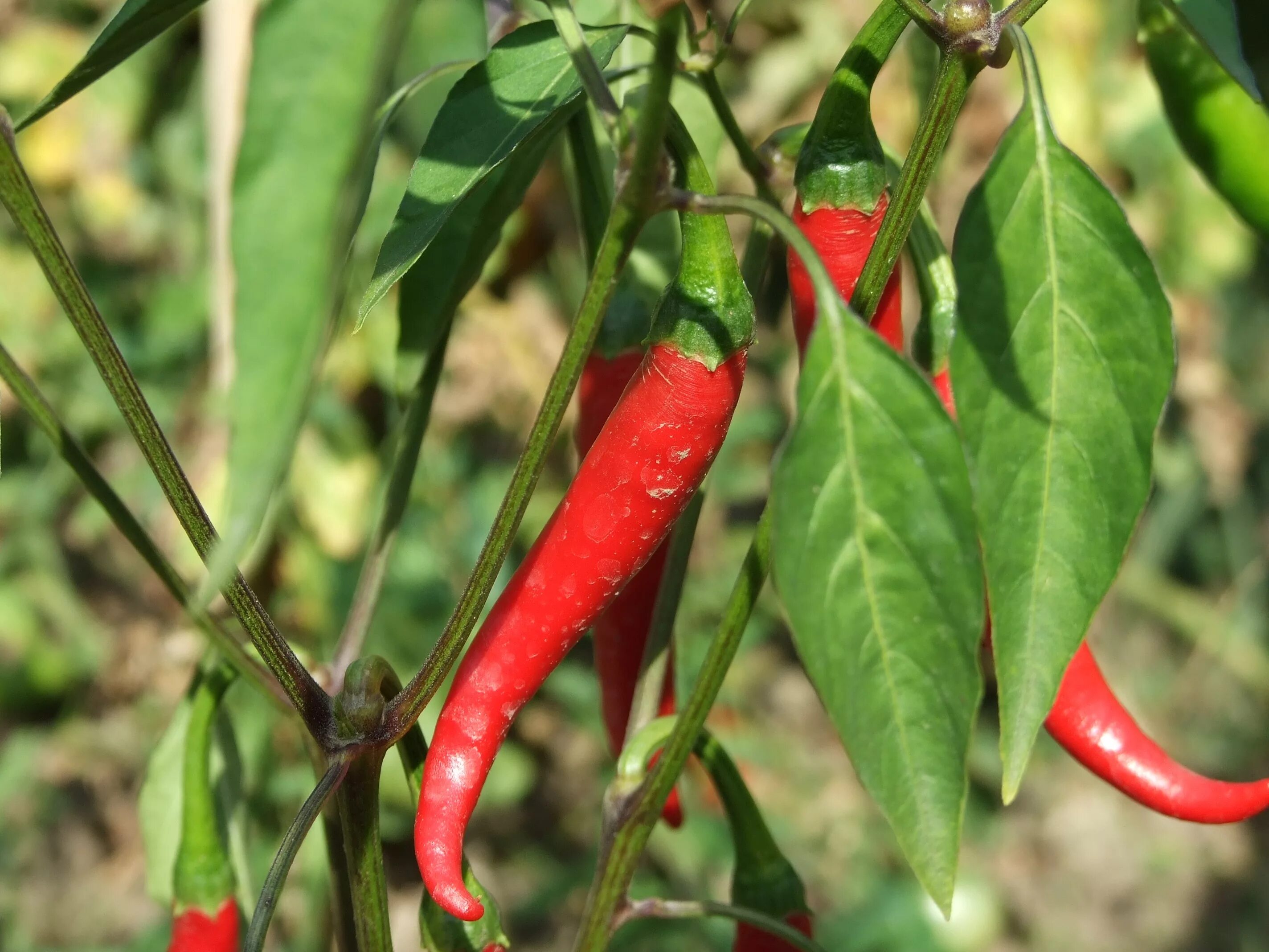 Дикорастущий перец чили. Capsicum (капсикум аннуум) перец однолетний. Capsicum annuum – красный перец,. Горький перец искра ф 1. Грин пеппер.