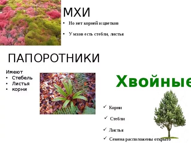 У мхов есть корни