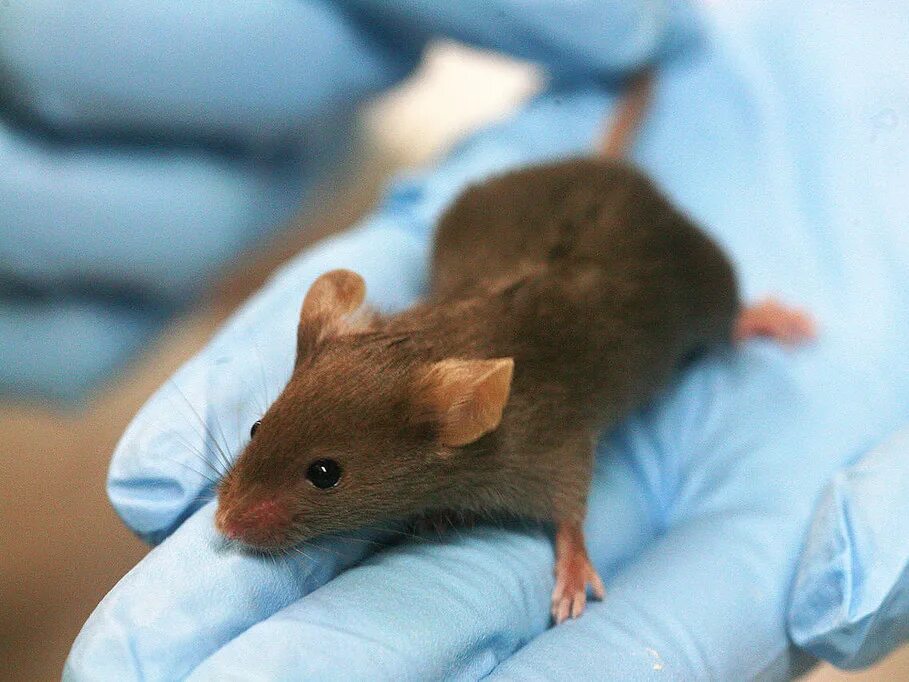 Lab mouse