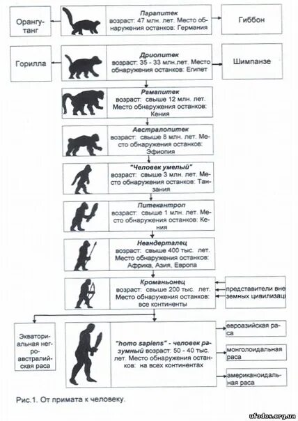 Основные этапы эволюции приматов. Эволюционное происхождение человека таблица. основные этапы антропогенеза схема. происхождение человека эволюция приматов. эволюция приматов 9 класс биология таблица.
