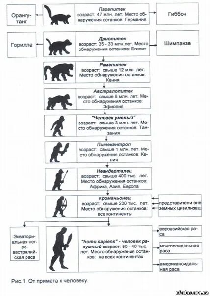 Таблица этапы эволюция человека 9 класс биология. Эволюция приматов и человека таблица. Эволюция приматов таблица 11 класс. Эволюция приматов 9 класс биология таблица. Этапы эволюции приматов таблица.