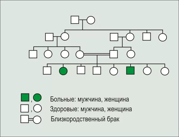 Близкородственные браки. Задачи по генетике с родственным браком. Решение родословных с близкородственными браками. Родословные в браке. Почему близкородственные браки