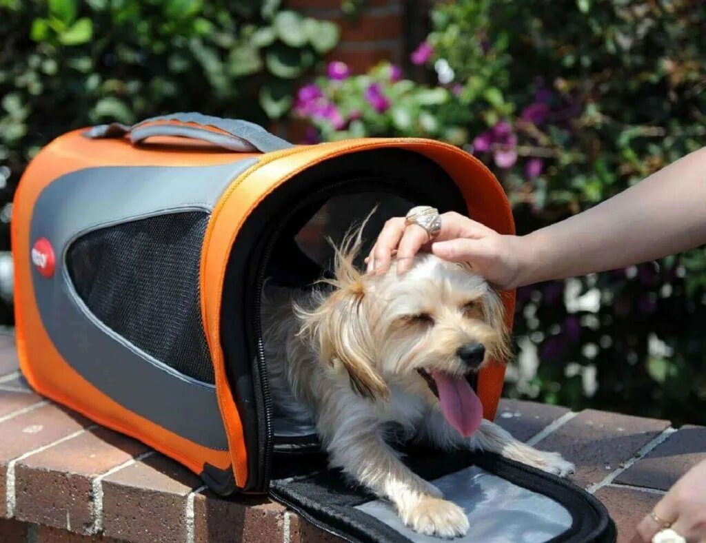 Переноска pet. Pet Carrier переноска. Переноска Caruter Pet Carrier + car т. Переноска для собак Argo. Сумка для собак.