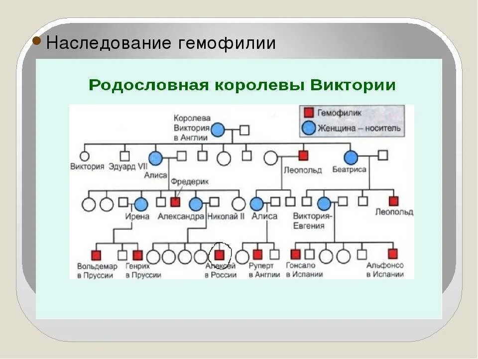 В каком случае может родиться девочка гемофилик