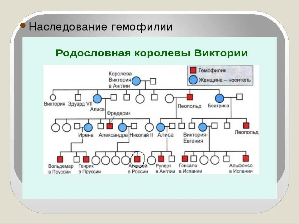 Родословная Виктории наследование гемофилии. Схема наследования гемофилии. Схема передачи гемофилии. Известные гемофилии