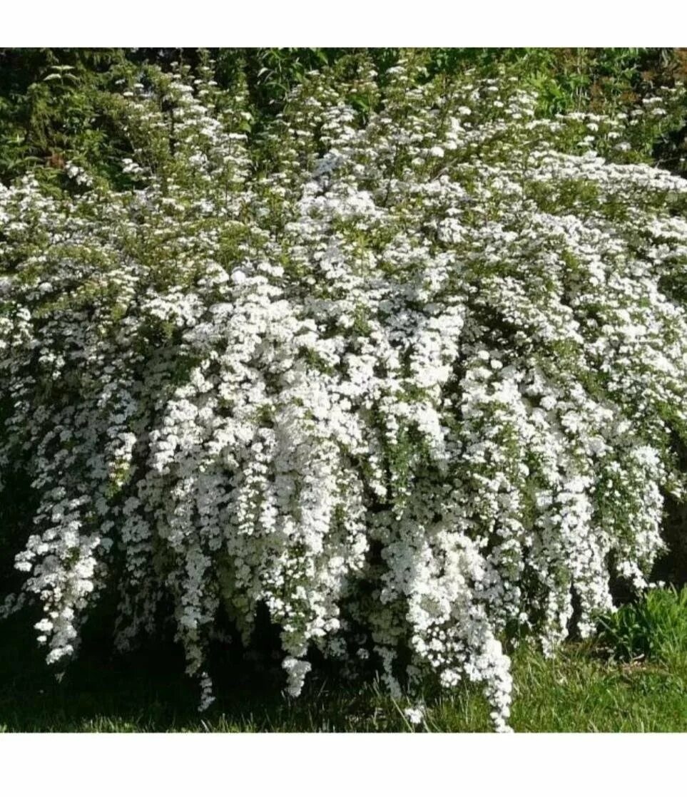 Спирея Вангутта. Спирея серая Вангутта. Спирея Вангутта (Spiraea vanhouttei). Спирея Ван-Гутта (Spiraea vanhouttei). Куст невеста фото