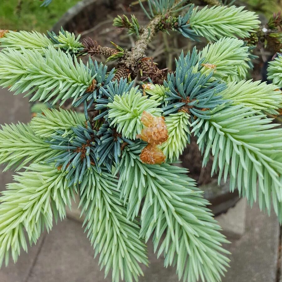 Ель колючая picea pungens. Picea pungens Edith. Picea pungens шишки. Ель колючая Эдит. Ель голубая Эдит.