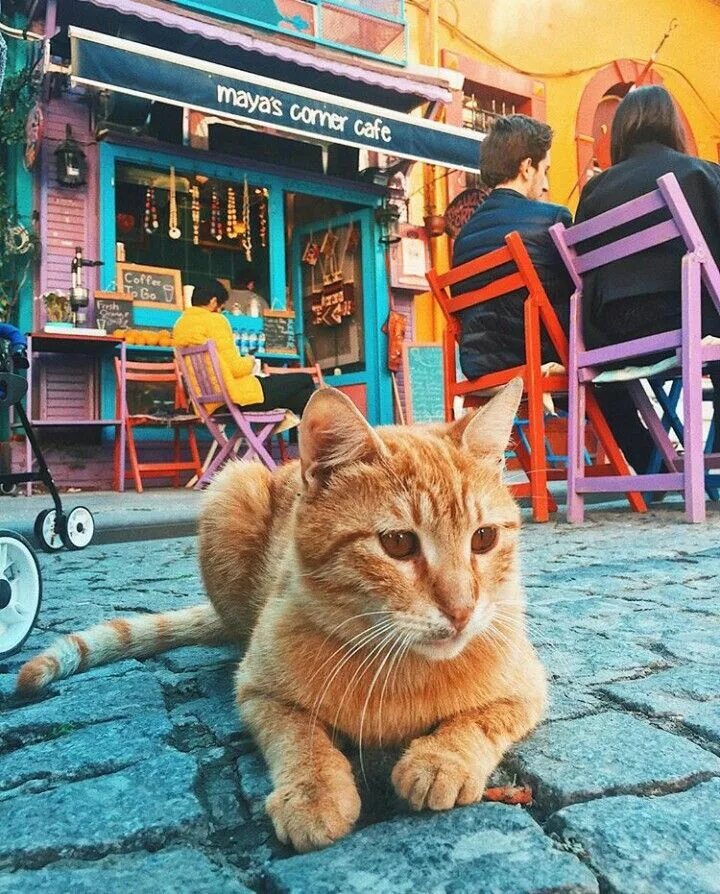 Hello street cat app. Уличные котята. Miserable street cat. Уличный кот по имени боб. Кошка на улице.