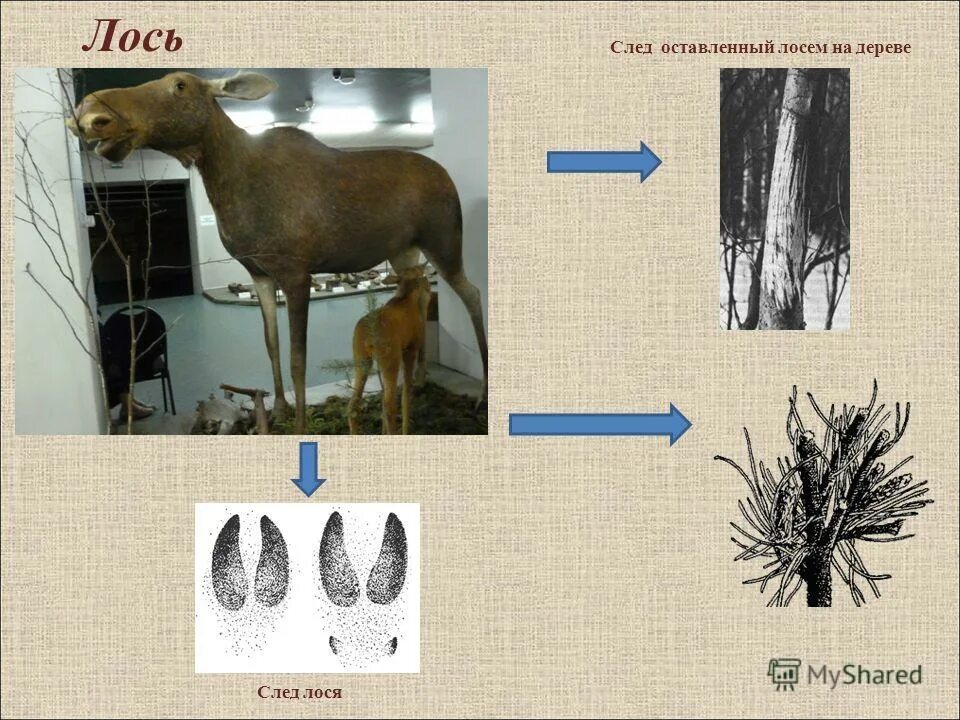 Следы лося. След лося и лосихи. Следы лося и лосихи различия. Отпечаток лося.