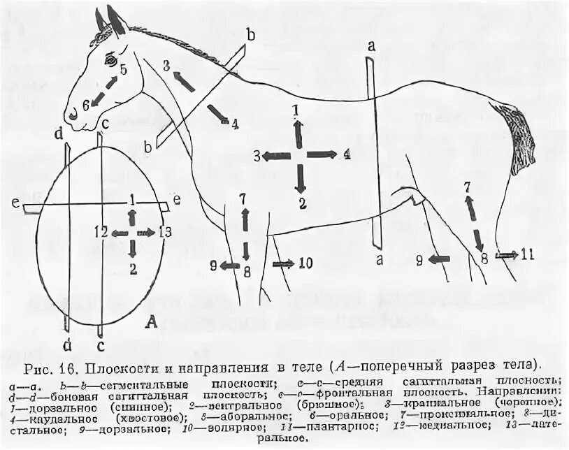 Направления тела животного