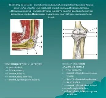 Гинекологтардың онлайн порно кеңесі