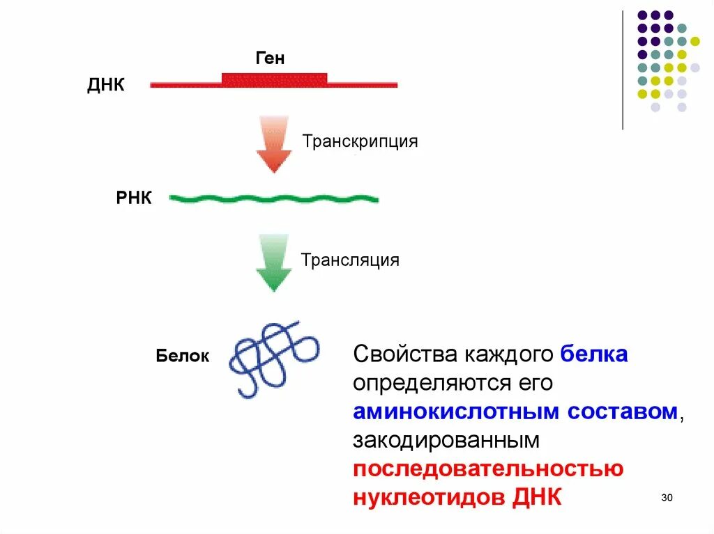 ДНК транскрипция ДНК трансляция белок. Ген РНК белок. ДНК ген геном. ДНК ген белок.