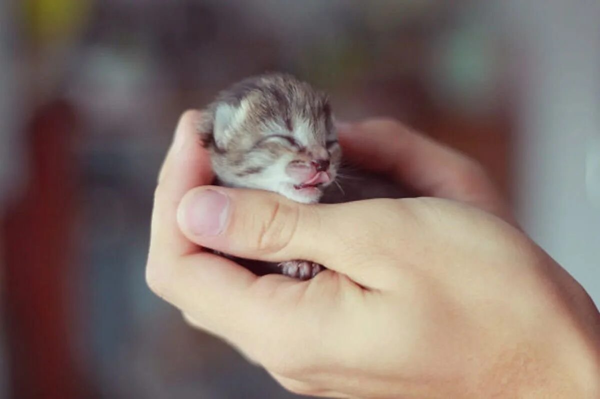Миленькие котята. Маленький котенок. Самого миленького котенка. Красивые котята. Самого миленького котенка.