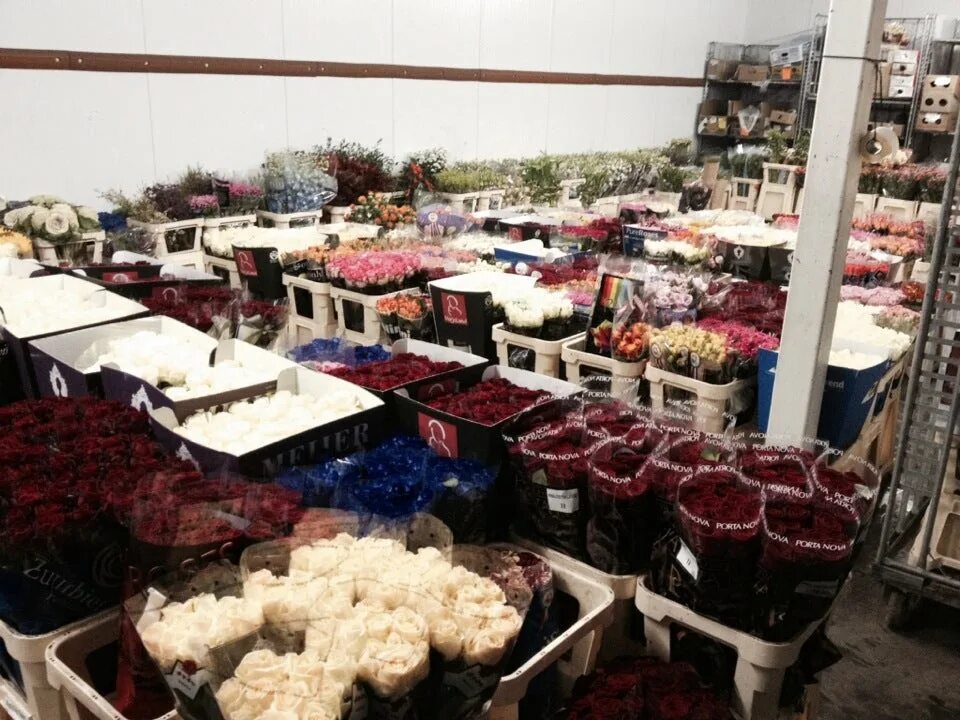 Флора холланд цветы склад. Склад цветов спб дешево. Цветочные базы спб. Склад цветов. 24 база цветов щербинка.