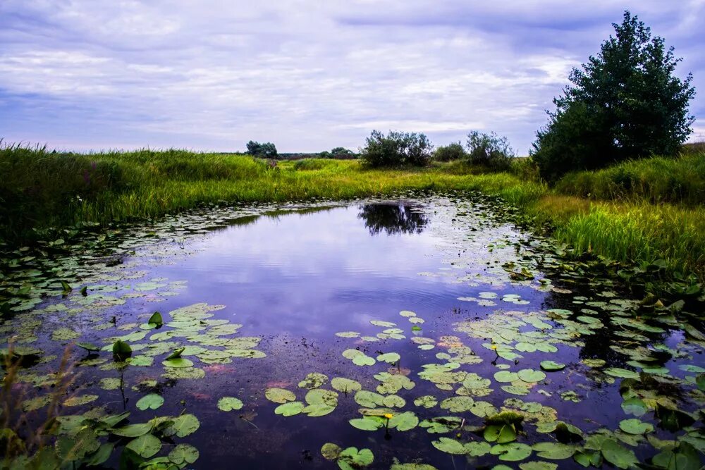 Озеро Селигер кувшинки. Полесские болота Белоруссии. Водно-болотные угодья Крыма. Водно-болотные угодья Ибера.