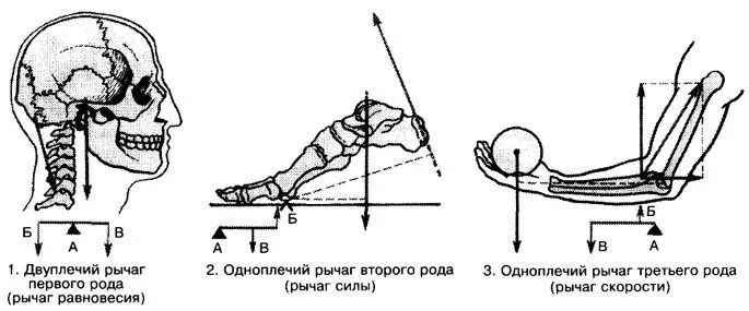 Двуплечий рычаг. Рычаг 2 рода в биомеханике. Рычаги в биомеханике человека. Рычаги двигательного аппарата анатомия. Рычаг 1 рода в биомеханике.