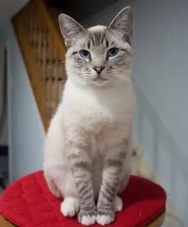 Поинт кошка