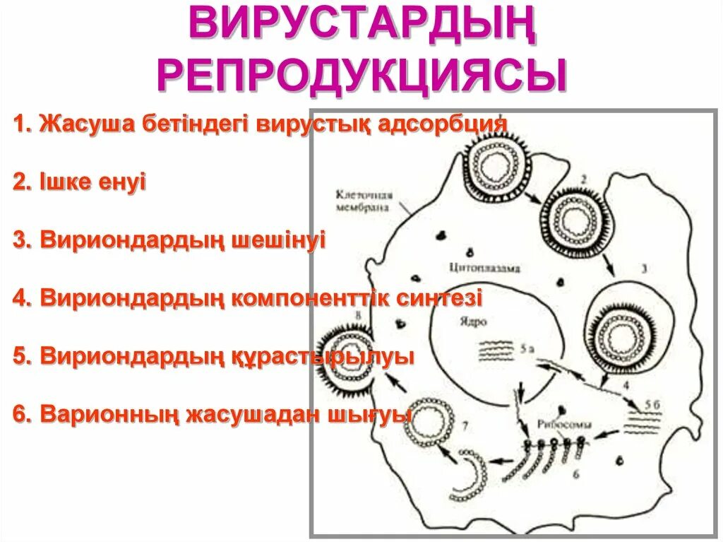 Стадии репродукции вирусов. Репродукция вирусов в культуре клеток. Для репродукции вирусов характерно:. Адсорбция вируса