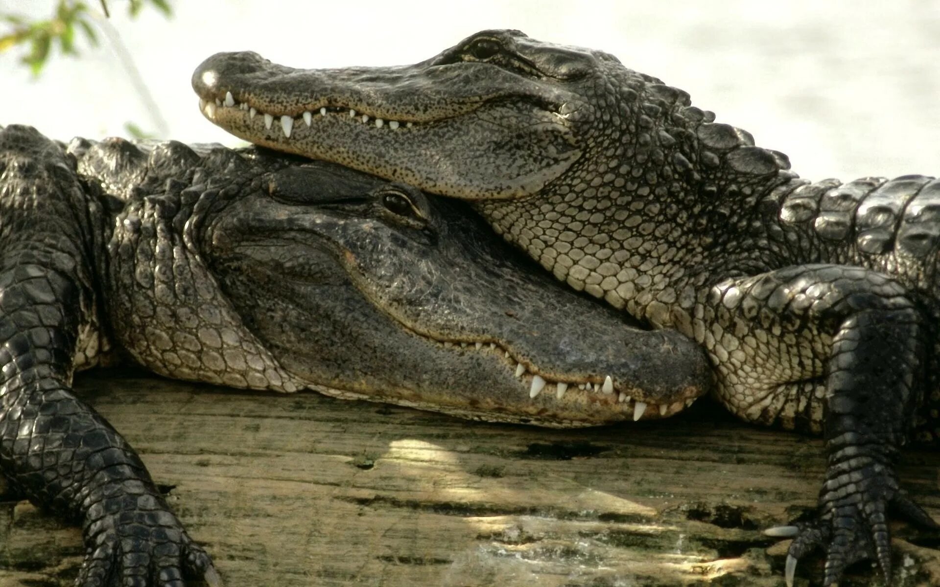 Крокодил про животных. Крокодил Аллигатор Кайман. Нильский Аллигатор. Нильский крокодил и Аллигатор.
