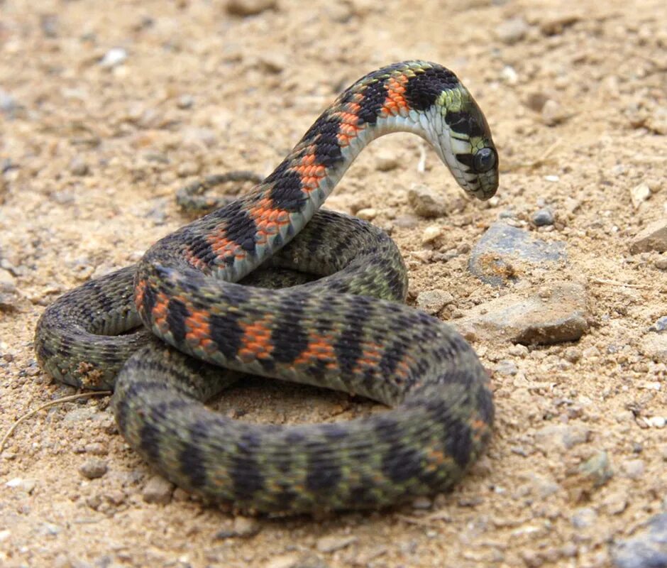 Самые ядовитые змеи фото. Обыкновенная гадюка - Vipera berus (Linnaeus, 1758). Гадюка Динника. Уж гадюка и щитомордник. Гадюка Лотиева.