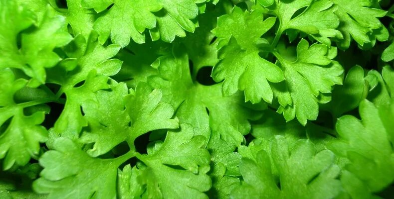 Кормовой кролик. Можно ли сочетать укроп и петрушку. Кролик петрушка. Растения для кроликов. Зелень для кролика декоративного.