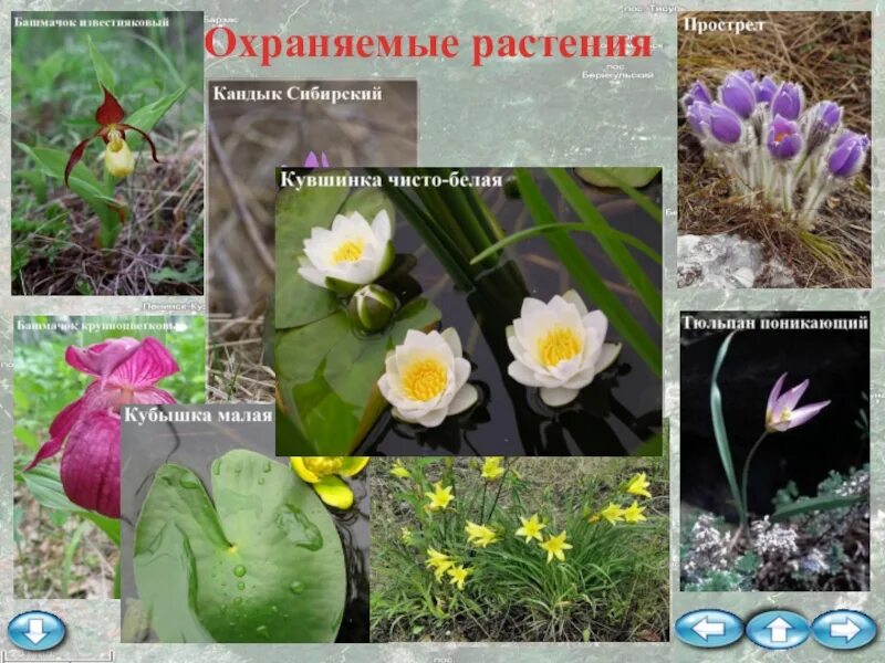 Сад содержащий коллекции охраняемых растений
