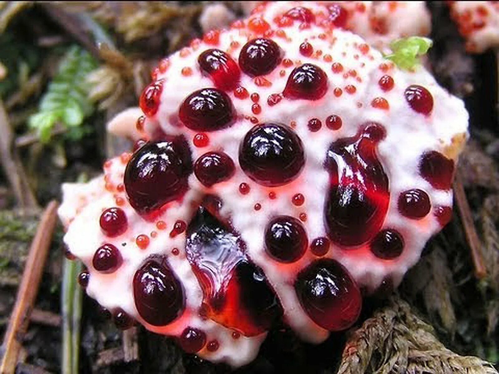 Самые интересные ягоды. Гиднеллум ПЕКА (Кровавый зуб).