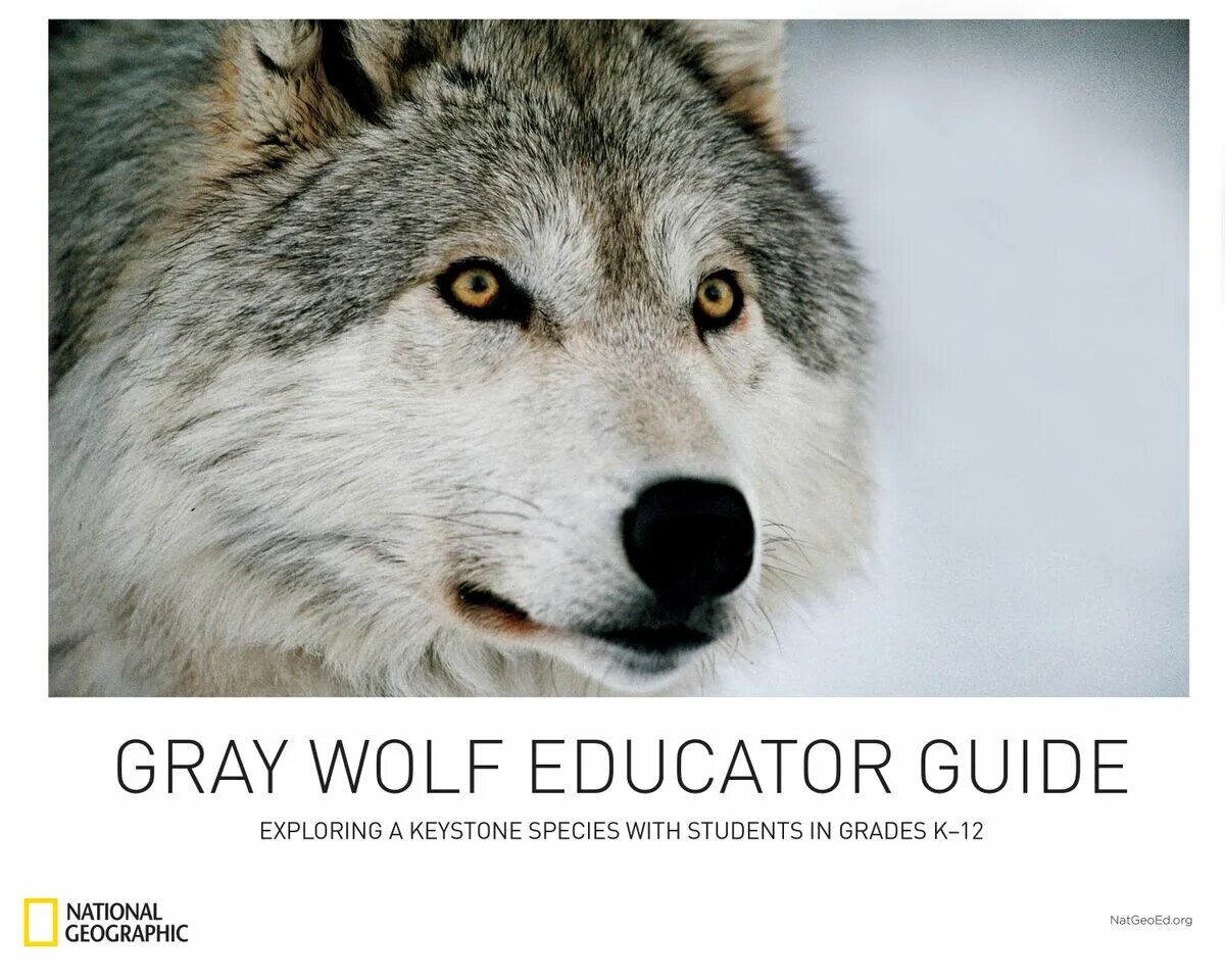 Волк новое слово. Волк. Волк National Geographic. Волк Ларсен цитаты. Волк смелый.