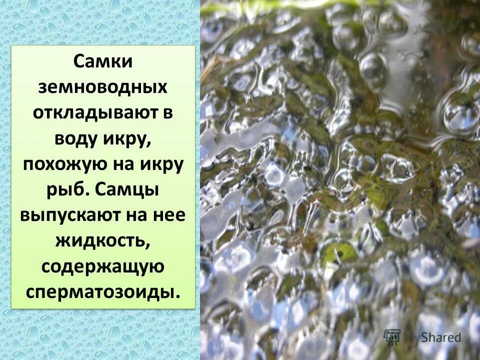 Японский безлёгочный тритон. Хвостатые амфибии которые мечут икру в воде. Хвостатые амфибии которые мечут икру в воде. Хвостатые амфибии которые мечут икру в воде. Тритон обыкновенный и тритон гребенчатый.