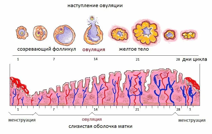 Схема овуляторно менструального цикла. Схема созревания яйцеклетки. Циклы менструационного цикла беременность. Овуляционный период менструального цикла это. Схема овуляции