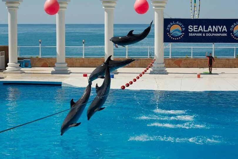 Морской парк sealanya. Аквапарк sealanya seapark. Sealanya sea park турция аланья. Отзывы дельфины турция. Отзывы дельфины турция.