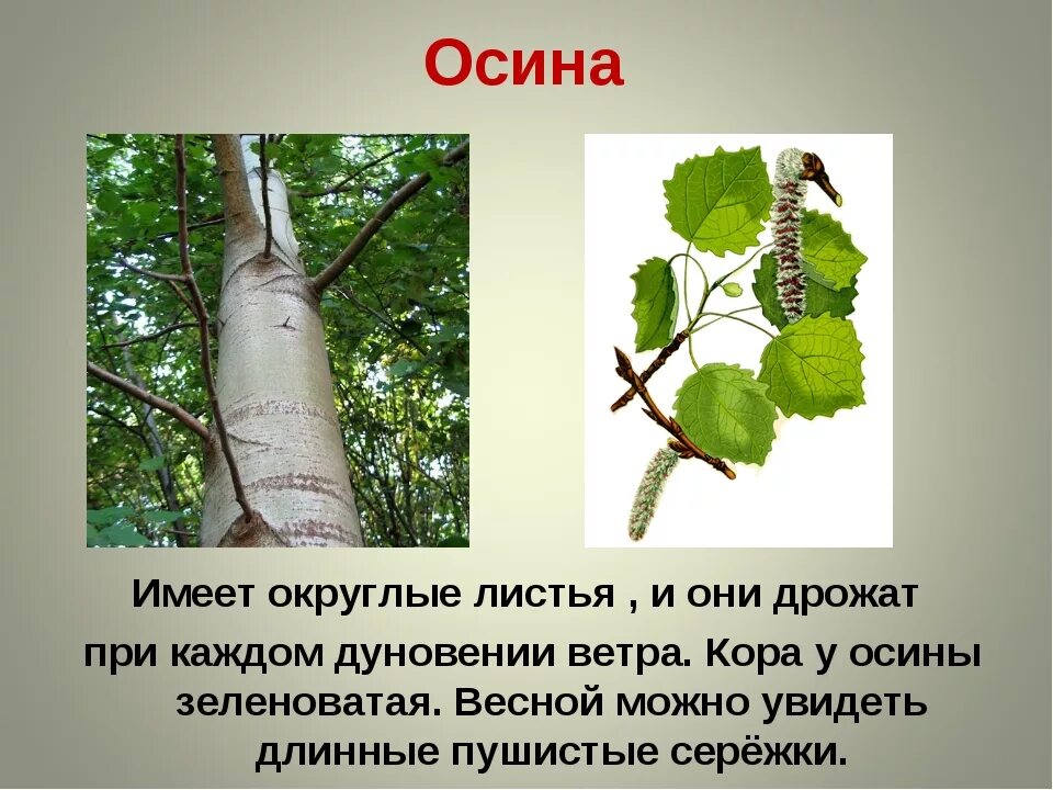 Как отличить тополь. Тополь дрожащий осина дерево. Тополь дрожащий (осина) – Populus tremula. Лист осины отличие от тополя.